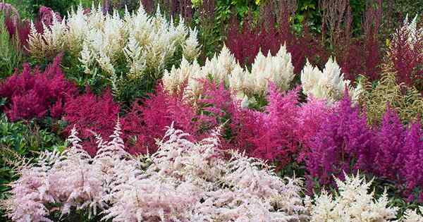 Agregue color a su jardín de sombra con 15 de las mejores variedades de Astilbe