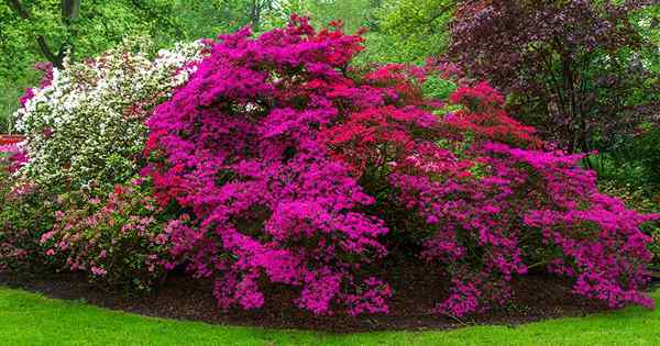 21 des meilleurs azalées pour votre jardin et votre cour