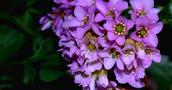 25 des meilleurs cultivars de Bergenia pour le jardin