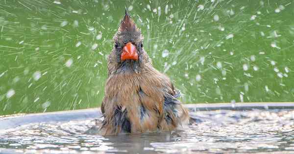 11 de los mejores baños de pájaros Su guía para las características de agua para sus amigos emplumados