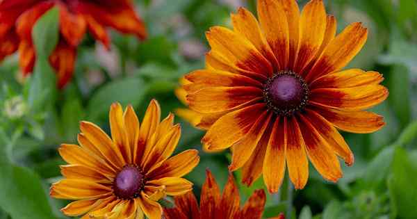 17 des meilleures variétés de Susan aux yeux noirs pour ajouter un peu de soleil à votre jardin