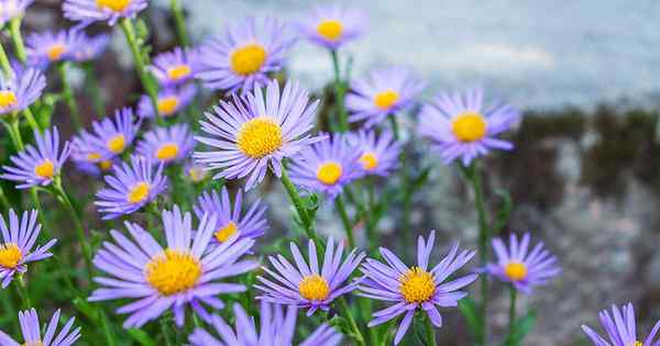 11 dari aster biru terbaik untuk ditambahkan ke taman