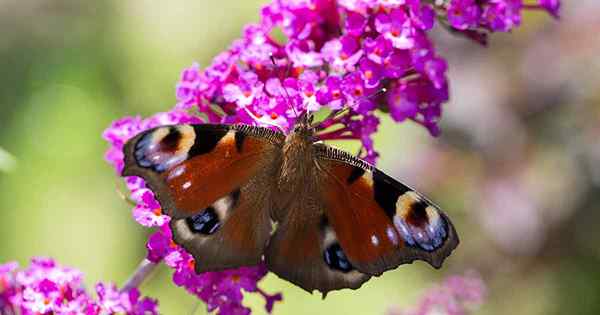 Le spectre complet de Buddleia 17 des meilleurs cultivars de brousse de papillon