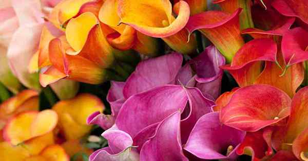 21 der besten Calla -Lilien für sensationelle Sommerblüten