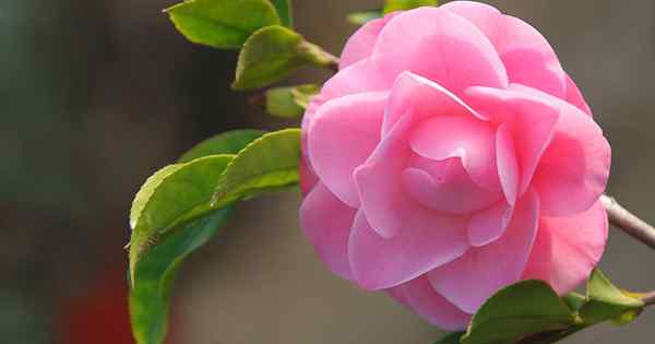 11 jenis Camellia yang paling indah untuk berkembang di rumah