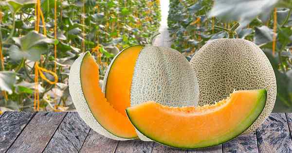 11 der besten Cantaloupe -Sorten, um zu Hause zu wachsen