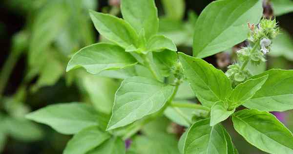 7 de las mejores variedades de albahaca cítrica para su jardín de hierbas