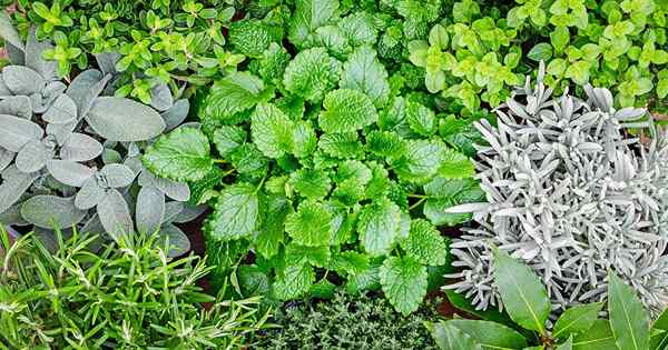 23 herbal keras dingin yang bertahan musim dingin