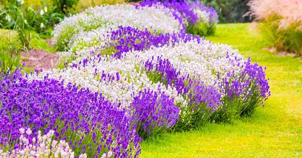 11 de las mejores variedades de lavanda de dura fría para climas más fríos