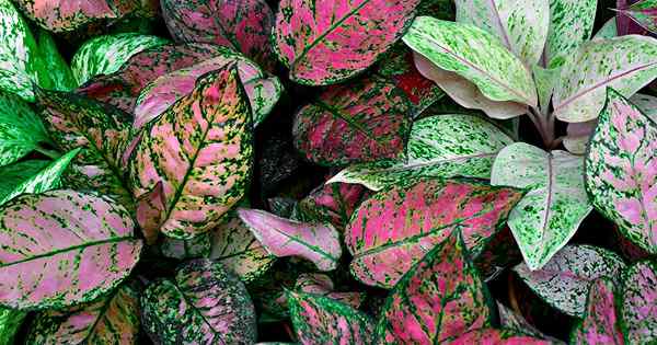 23 plantes d'intérieur colorées pour réchauffer votre maison cet hiver