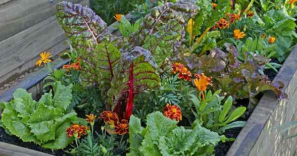 7 des meilleures plantes compagnons pour grandir avec la bette à carde