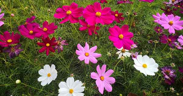 19 de los mejores compañeros de floración para Cosmos