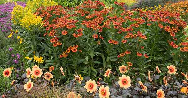 19 de las mejores plantas compañeras de floración para las dahlias