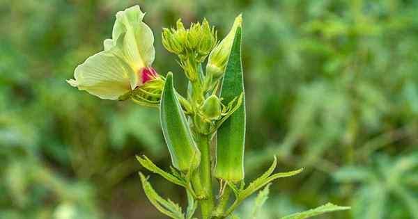 11 dari tumbuhan sahabat terbaik untuk tumbuh dengan okra