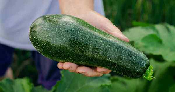 9 dari tumbuhan sahabat terbaik untuk tumbuh dengan zucchini