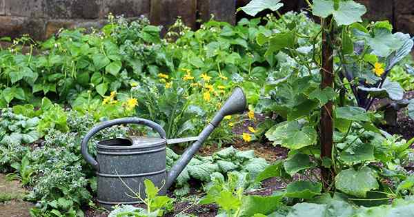 BFFs e inimigos as melhores e piores plantas de companheiras de pepino