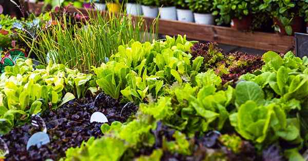 Melhores plantas de companhia para crescer com alface