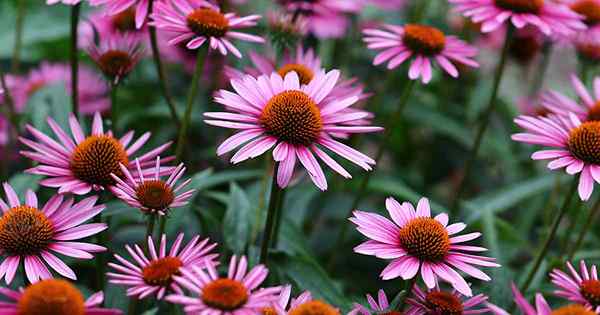 17 de las mejores variedades de coneflower