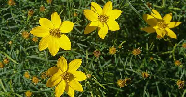 17 jenis coreopsis terbaik