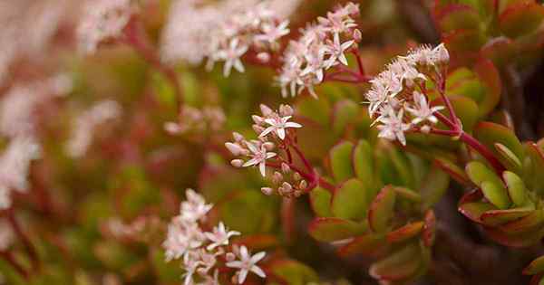 13 varietas crassula terbaik untuk tumbuh di rumah