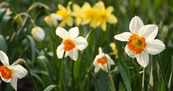 15 de los mejores cultivares de narcisos para plantaciones naturalizadas