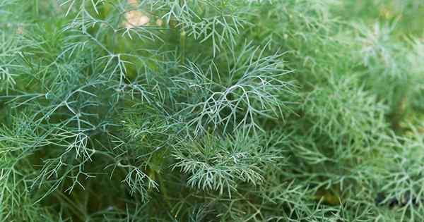 13 des meilleures variétés d'aneth pour votre jardin d'herbes