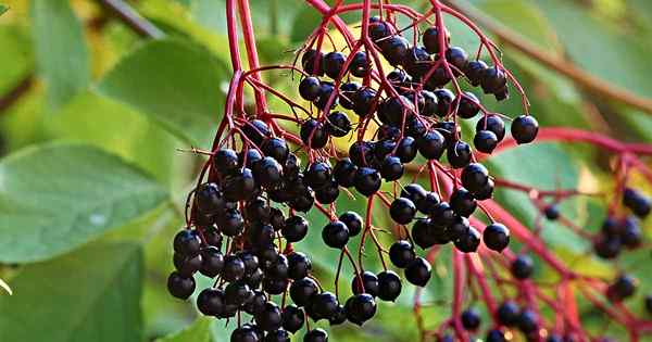 7 jenis elderberry teratas untuk tumbuh di halaman belakang anda