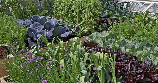 11 des meilleurs engrais pour cultiver des légumes