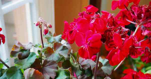 17 das melhores plantas domésticas com flores para alegrar sua casa