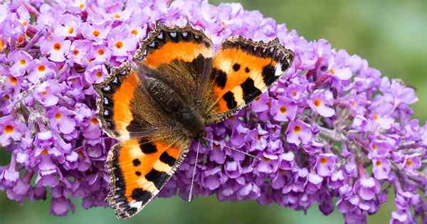 Attirez les papillons dans votre petit jardin avec ces vivaces à fleurs