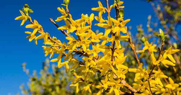 11 de las mejores variedades de Forsythia para el glorioso color de primavera