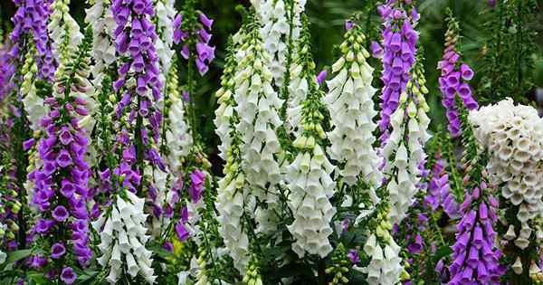 11 jenis foxglove terbaik untuk taman anda