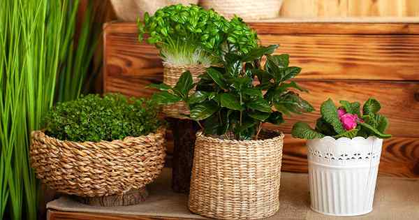 17 des plantes les plus parfumées à pousser à l'intérieur