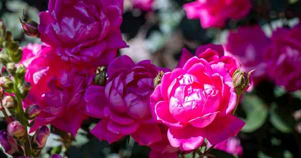 13 des meilleures roses robustes à pousser à la maison
