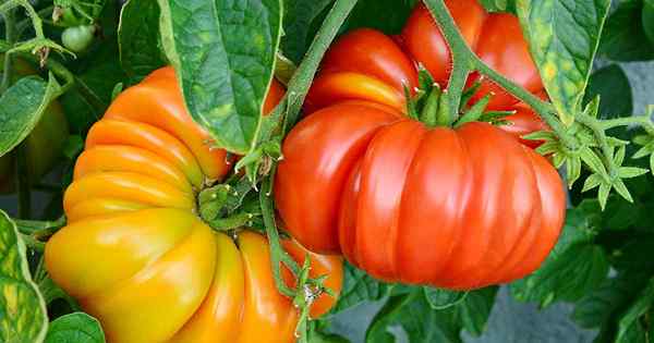 21 der besten Erbstück -Tomatensorten für den Garten