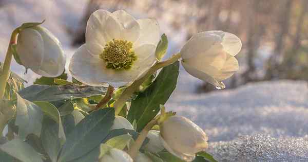 Los mejores compañeros de plantación de hellebore