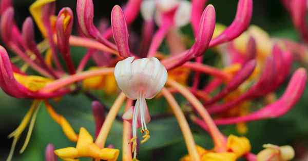 Jenis tanaman honeysuckle 13 dari spesies terbaik untuk kebun Anda
