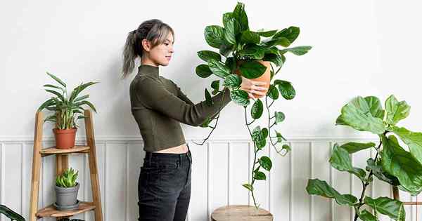 23 das melhores plantas de casa de luz média