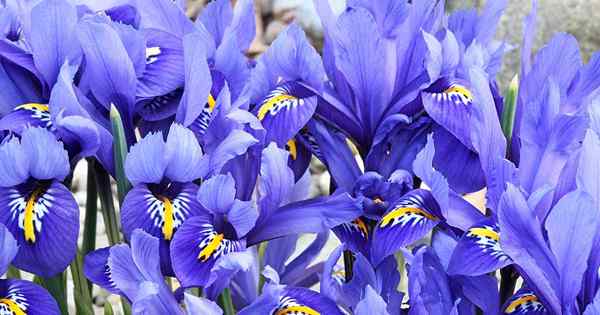 33 der besten Iris -Sorten für Ihren Garten