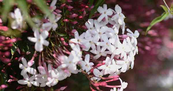 13 beliebte Arten von Jasminreben und Sträuchern