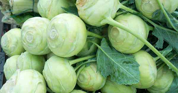 11 des meilleures variétés de Kohlrabi pour développer le vôtre