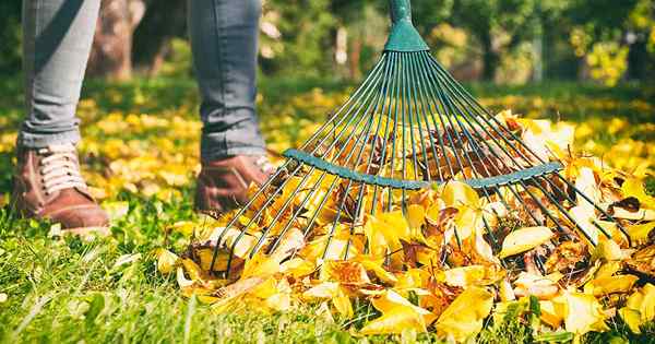 Hacer de las hojas de rastrillo una brisa 7 de los mejores rastrillos de hoja revisados