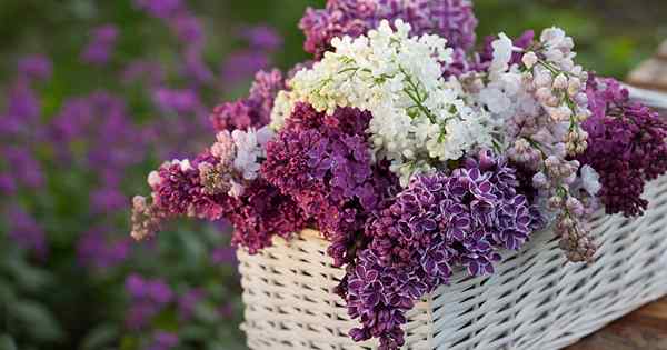 23 de las mejores variedades lilas para crecer en casa