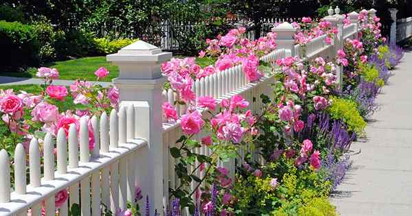 Cómo elegir la mejor ubicación para cultivar rosas en su patio