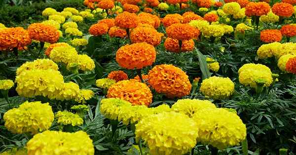 31 jenis Marigolds terbaik