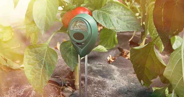 9 der besten Feuchtigkeitsmessgeräte für Ihren Garten