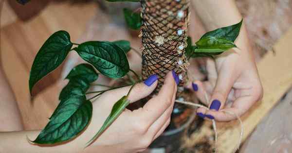 11 tiang lumut terbaik untuk Monstera dan epiphytes lain