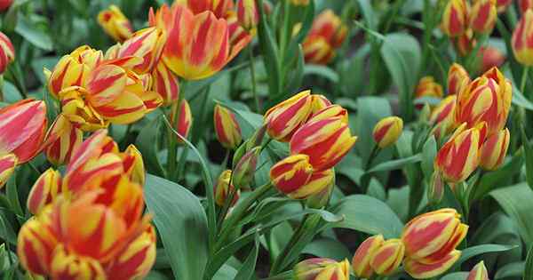 17 das melhores variedades de tulipes com várias cabeças