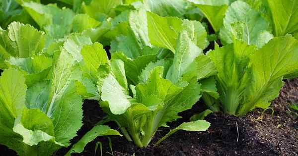 13 z najlepszych odmian gorczycy zielonych do wzrostu w ogrodzie