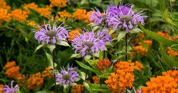 15 de las mejores flores silvestres nativas para los Estados Unidos y Canadá